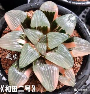 "和田玉"新传奇!一个让你一眼就爱上的多肉新品种!赶紧入手一个吧!